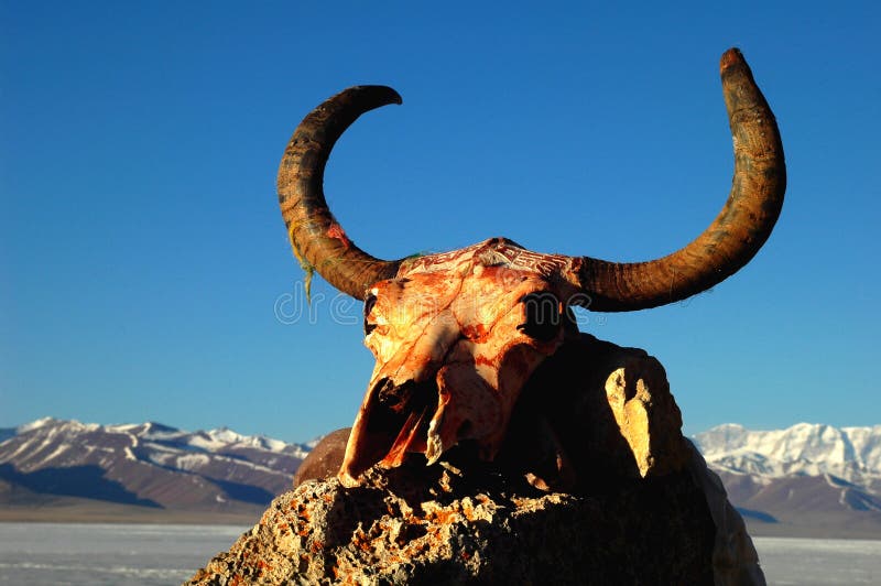 Yak skull in tibet stock photo. Image of stone, horn - 12665494