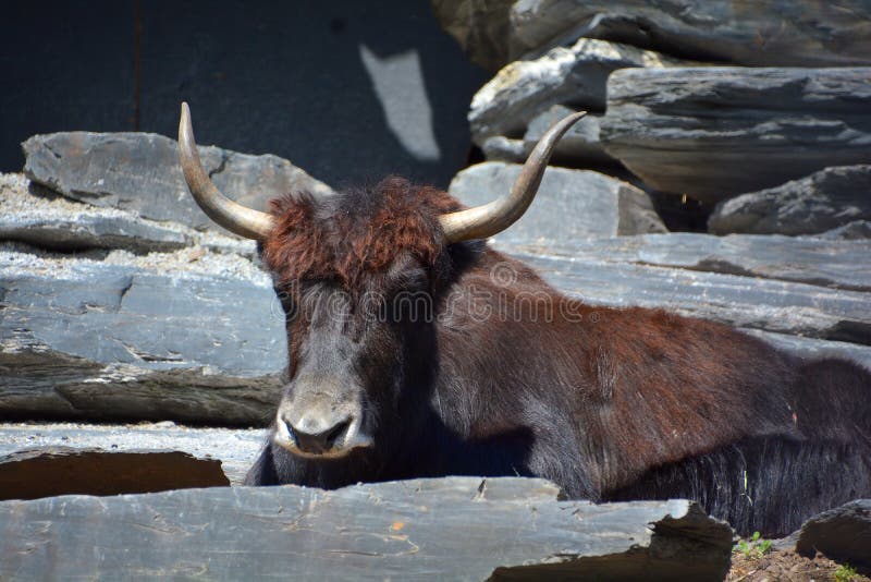 The Yak is a Long-haired Bovid Found Throughout the Himalayan Region Stock  Image - Image of hair, horns: 175760135