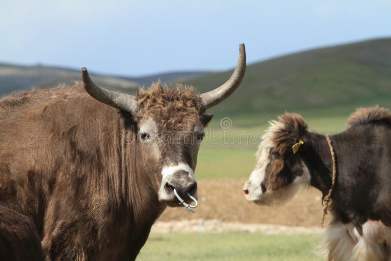 Yak in the Mongolian Steppe Stock Photo - Image of beef, goat: 38146326