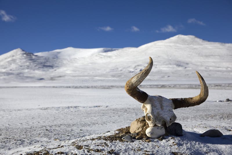 Yak skull in tibet stock photo. Image of stone, horn - 12665494