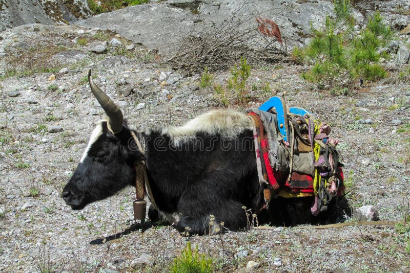 Yak zwierzę w himalajach. Yak zwierząt halna karawana w himalajach niesie ciężkiego ładunek Karawana yaks w górach Nepal niesie ciężkiego ładunek wielcy biali worki wzdłuż wąskiej halnej ścieżki przy Everest Podstawowego obozu wędrówką