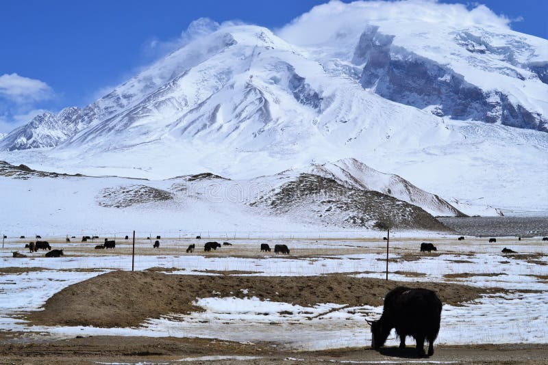 Yaks in beautiful landscape with snow covered mountains at Karakorum highway in Xinjiang, China stock photos Yaks in beautiful landscape with snow covered mountains at Karakorum highway in Xinjiang, China stock photos