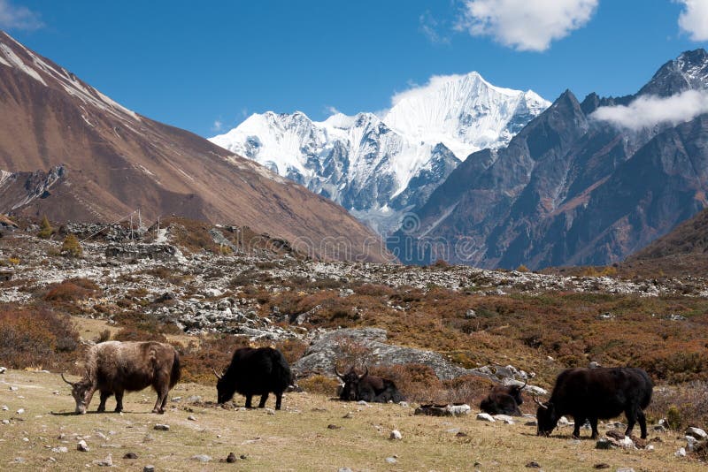 Yaks en vallée de Langtang, parc national de Langtang, Rasuwa Dsitrict, Népal photo libre de droits Yaks en vallée de Langtang, parc national de Langtang, Rasuwa Dsitrict, Népal photo libre de droits