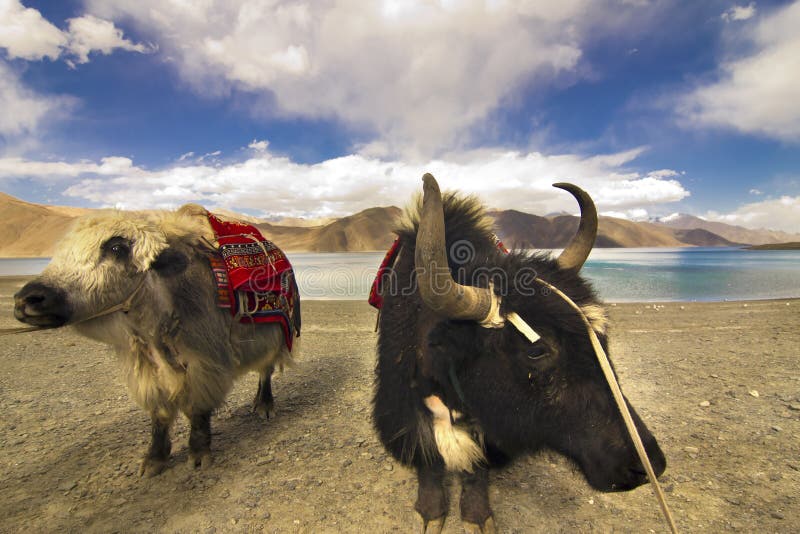 Yaks vor dem Pangong-See lizenzfreie stockbilder