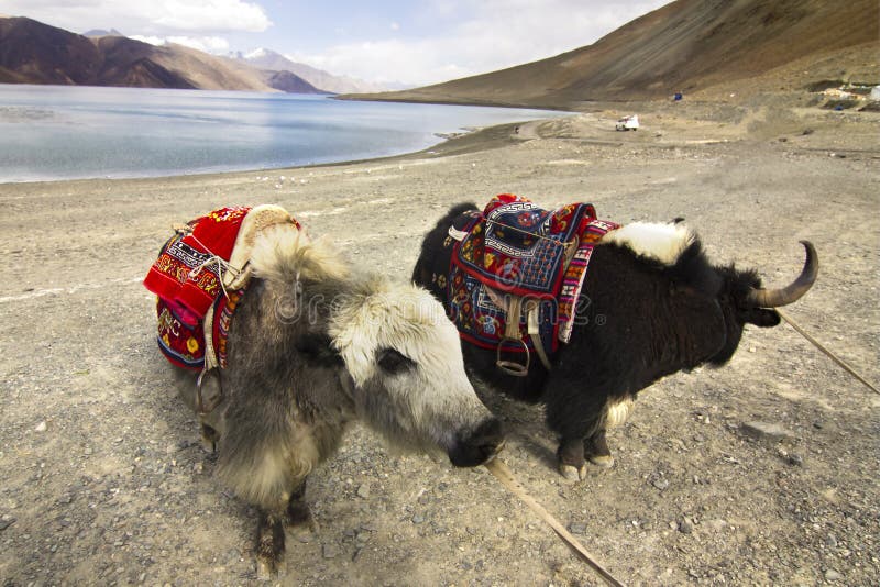Yaks vor dem Pangong-See lizenzfreies stockfoto