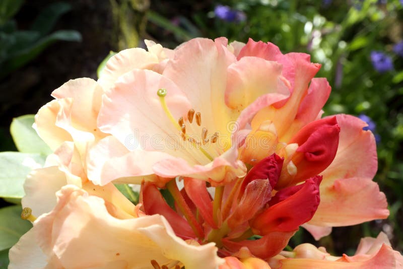 Yakushimanum Rhododendron  Percy Wiseman in Bloom.