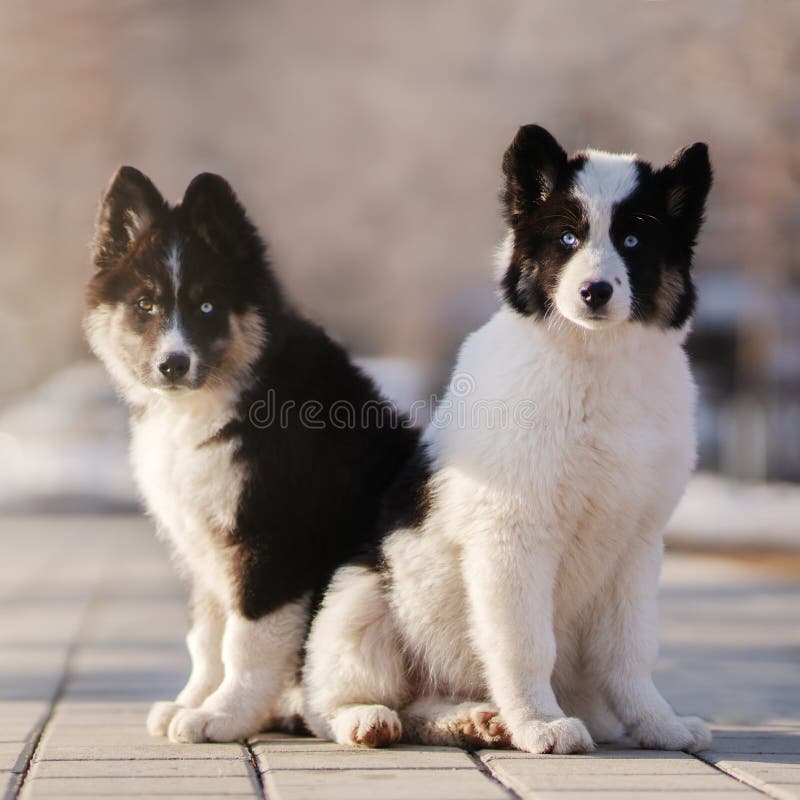 Yakutia Laika cachorros al aire libre imagenes de archivo
