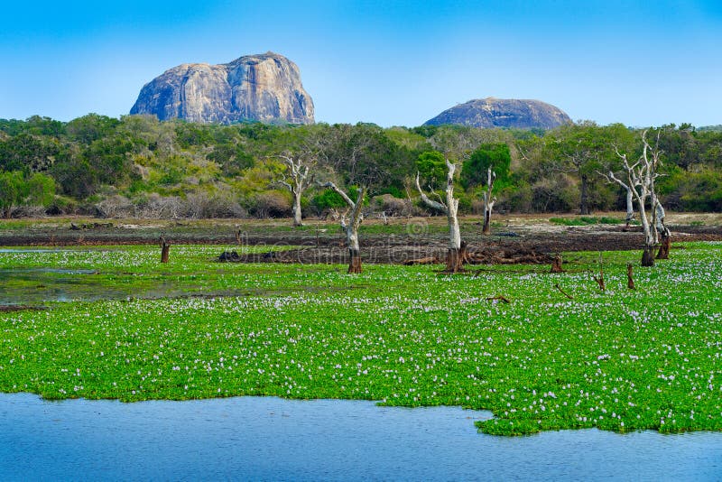 Yala National Park, Sri Lanka, Asia. Beautiful landscape, lake with water flowers and old trees. Forest in Sri Lanka, Big stone ro