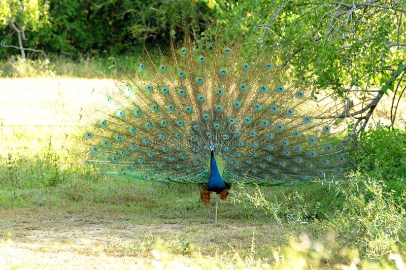 Peacock Spotted in Yala National Park Sri Lanka Stock Image - Image of  centuries, spotted: 207233043