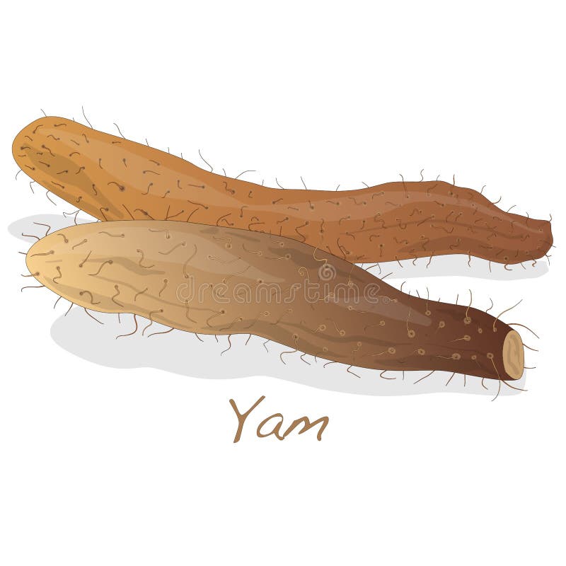 Yam Isolated on White Background Stock Vector Illustration of fresh, root 84725272