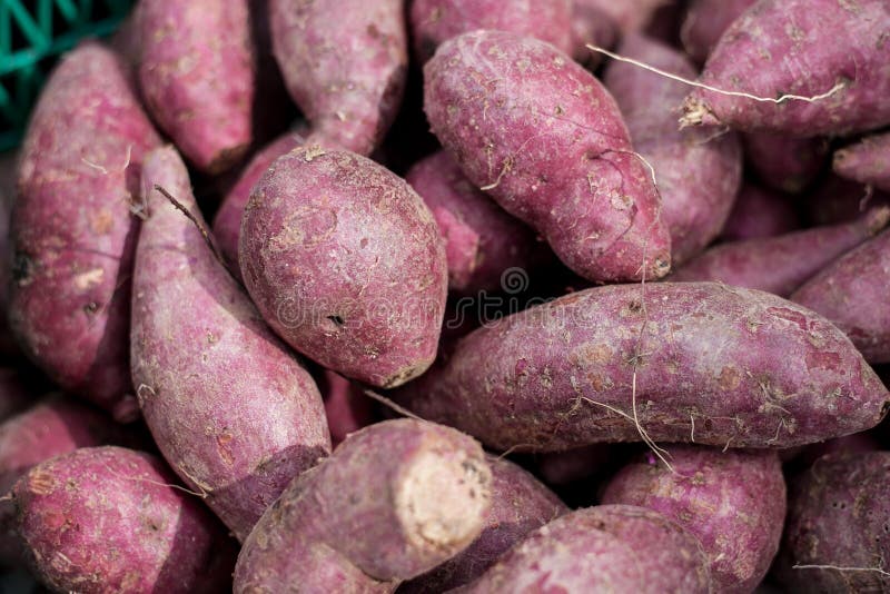 Chinese yam leaf stock photo. Image of autumn, plant 25868772