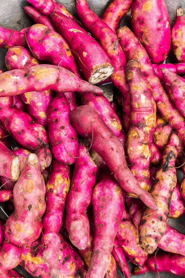 Raw yam stock image. Image of fruit, root, white, food 78371489