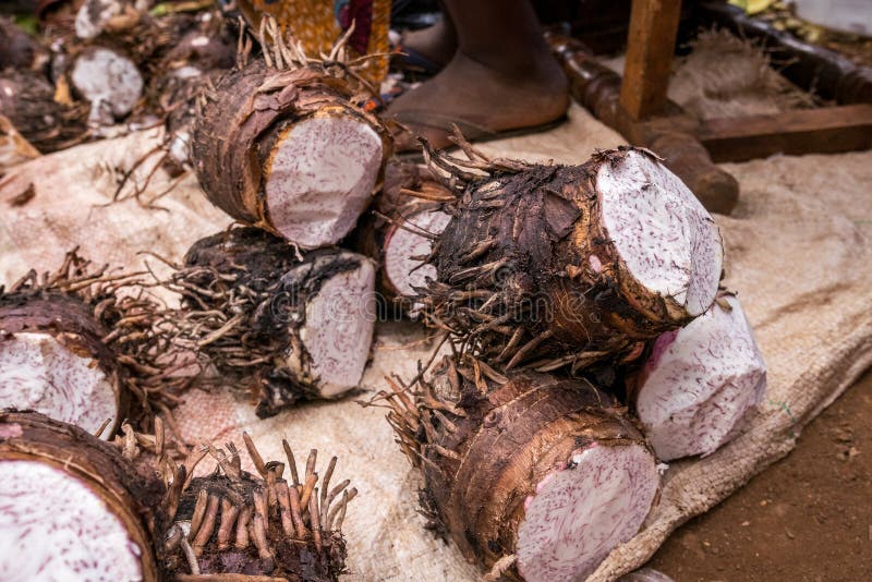 African yam stock image. Image of multicultural, carbohydrates 256333