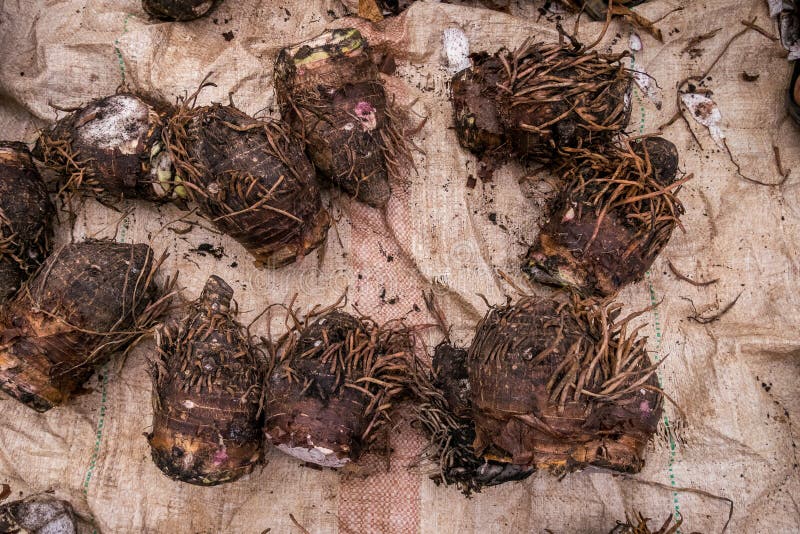 264 African Yam Stock Photos Free & RoyaltyFree Stock Photos from