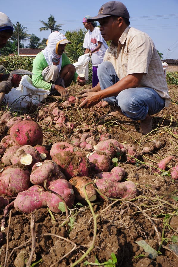 Yams editorial image. Image of karanganyar, harvest, farmers 43317345