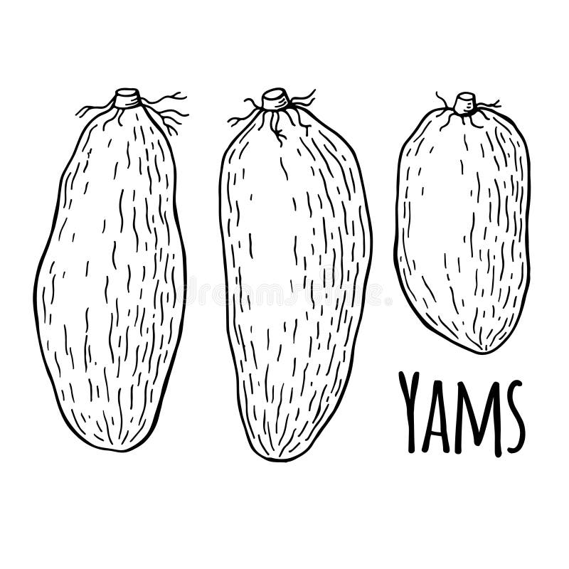 Premium Vector  Sweet potato ink sketch of yam
