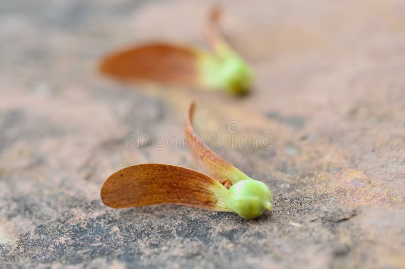 Yang fruit stock photo. Image of dipterocarpus, spring 31365814