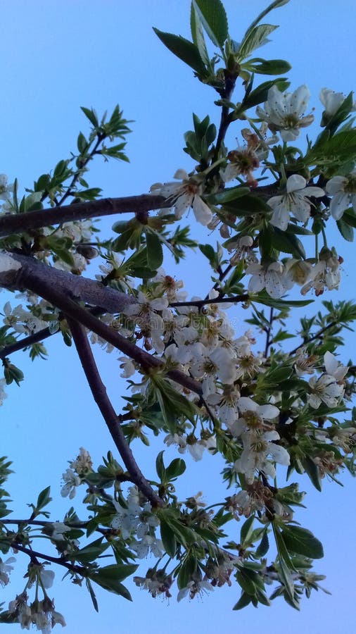 Apple Yin Yang stock photo. Image of chinese, smith, china 17925402