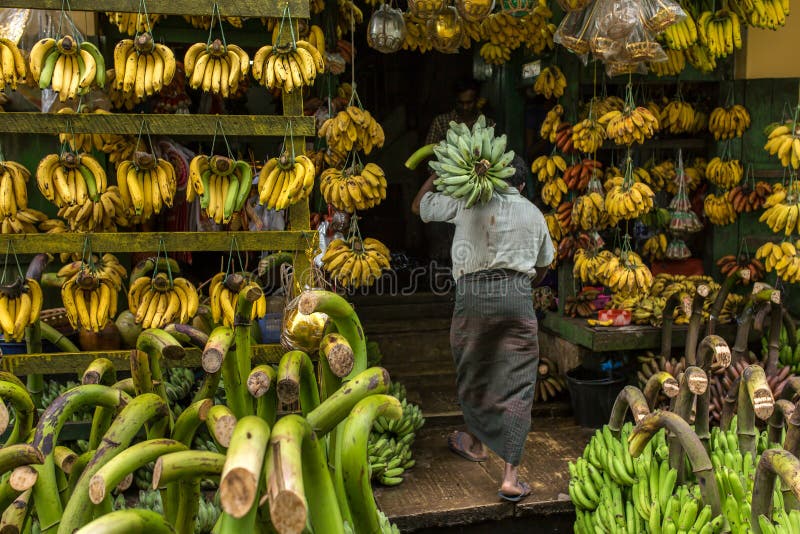 Unidentified man carry banch of green bananas to banana shop in Yangon, Myanmar