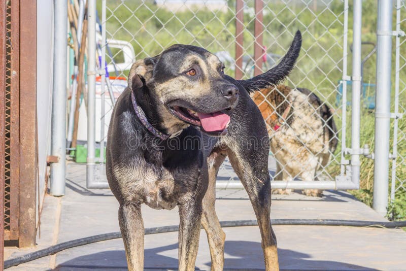 The Happy Yard Dog Decided To Relax in the Shade Under the Bush Stock