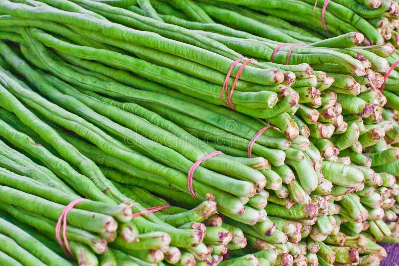 Yard long Bean plants stock image. Image of growth, unguiculata 74744397