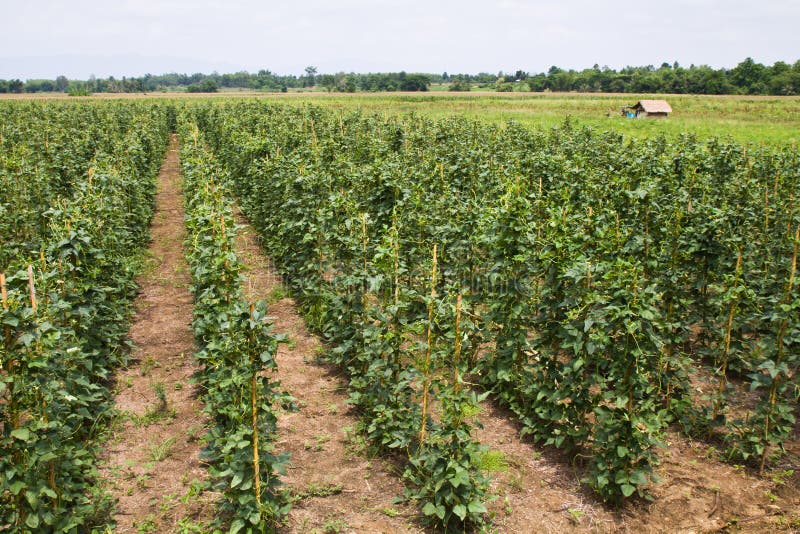 Yard long bean farm stock image. Image of green, crop - 25078077