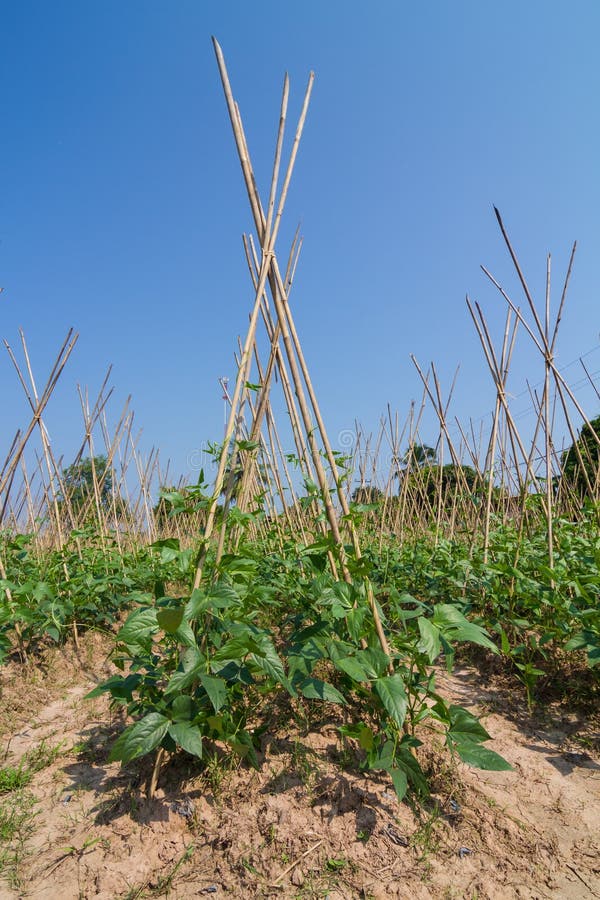 Yard Long Bean Plant in the Farm Stock Photo Image of field, food