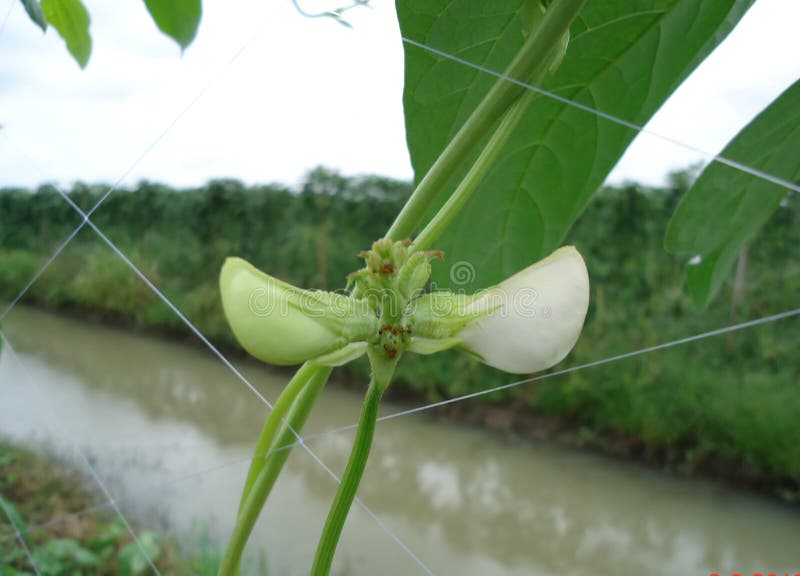 Yardlong Bean Flower, Yardlong Bean Flower Will Bloom Thrust Out into