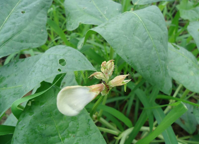 Yardlong Bean Flower, Yardlong Bean Flower Will Bloom Thrust Out into