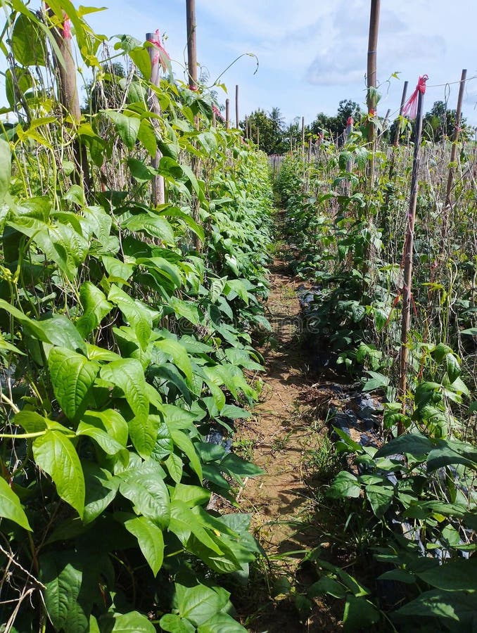 Yard Long Bean Plant in Nature Garden Stock Photo Image of harvest, natural 274035992