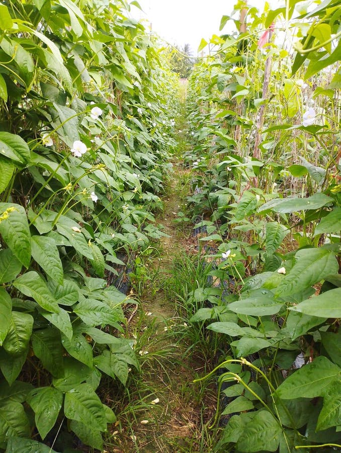 Yard Long Bean Plant in Nature Garden Stock Photo Image of leaf, tree 274036028