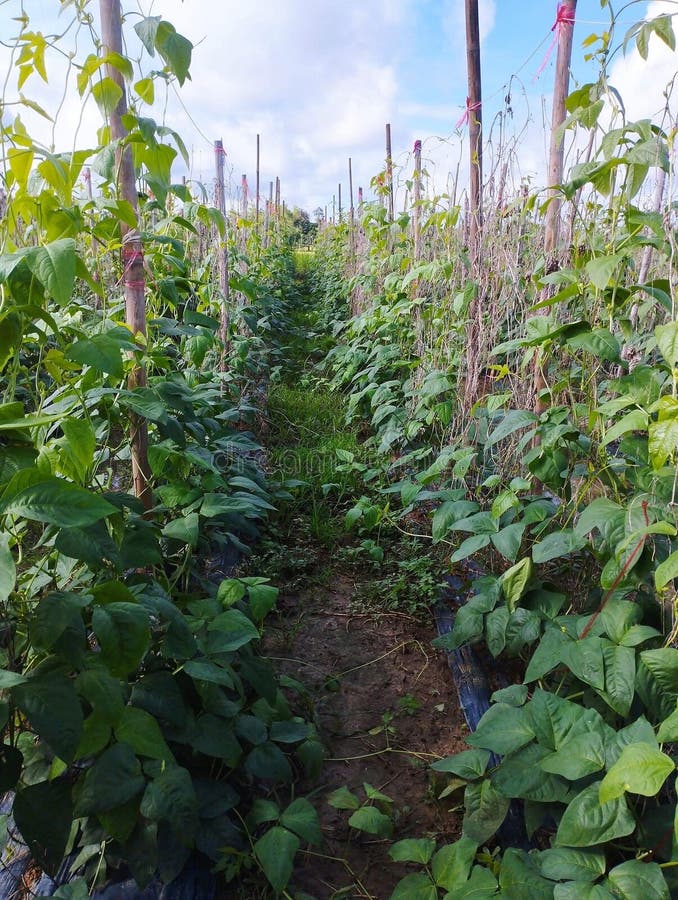 Yard Long Bean Plant in Nature Garden Stock Image Image of branch, harvest 274036035