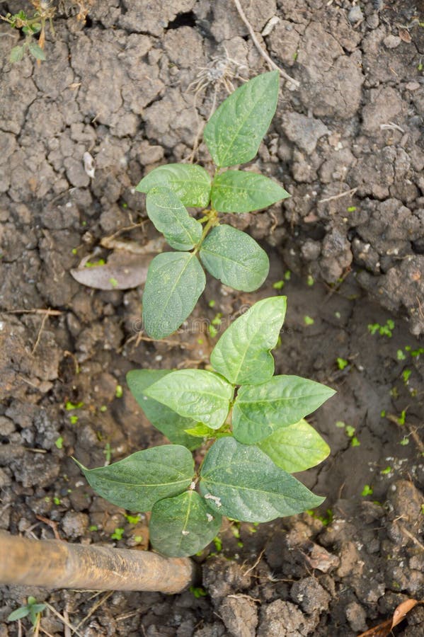 Yard Long Bean Plant in Nature Garden Stock Image Image of sprout, foliage 97068931