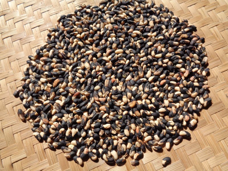 Long Bean Seeds with a Natural Background. the Seeds are on Drying