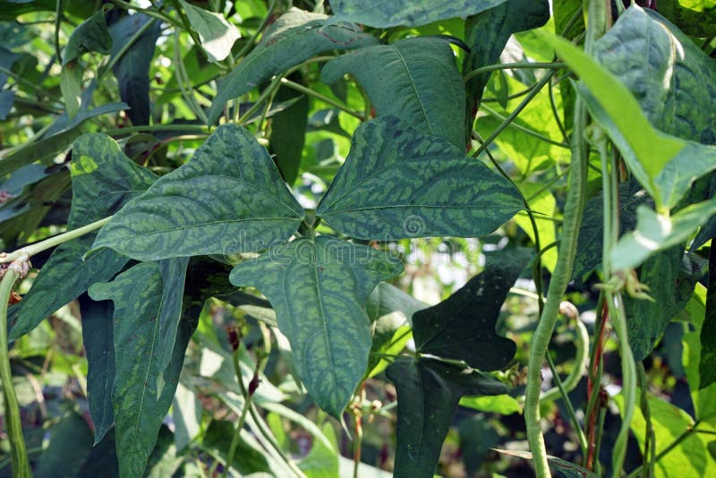 Bean Mosaic Virus Disease on Mung Bean Stock Image - Image of virus