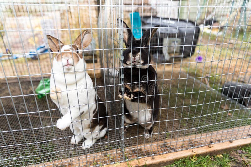 Yard Raised Rabbits in a Cage Outside Stock Image Image of outside