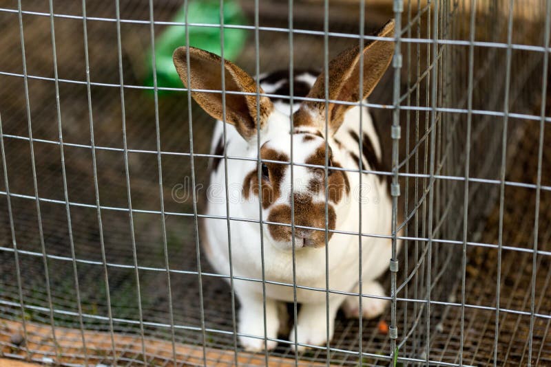 Rabbits in a Cage. Group of Rabbit in Farm Cage or Hutch. Breeding