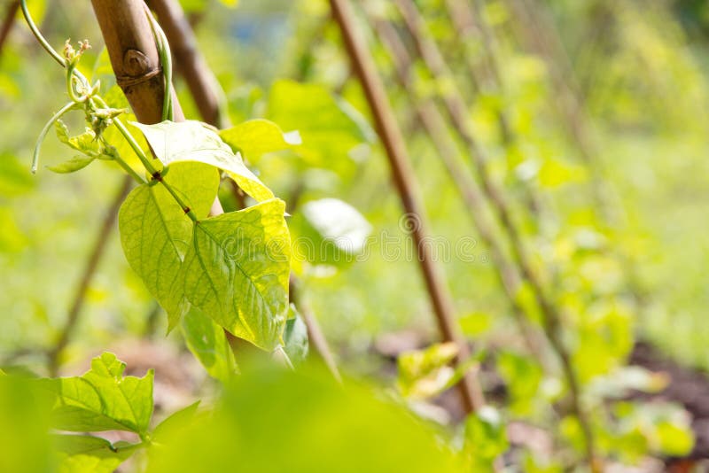 Yardlong bean farm