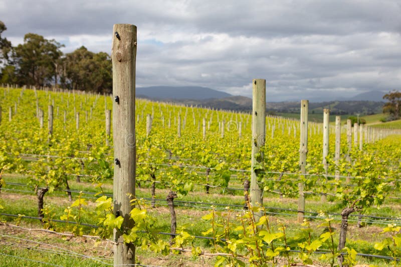 Yarra Valley Vineyard stock image. Image of farm, glow 131015069