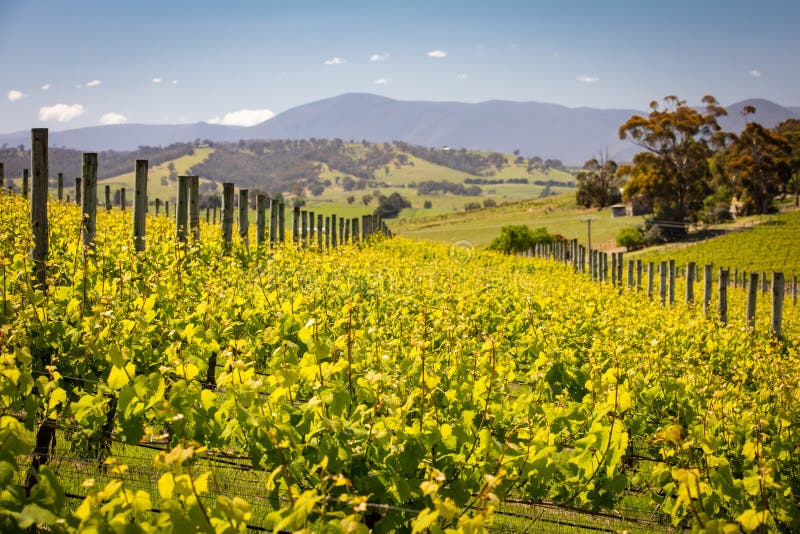 Yarra Valley Vineyard stock photo. Image of grapevine 131023610