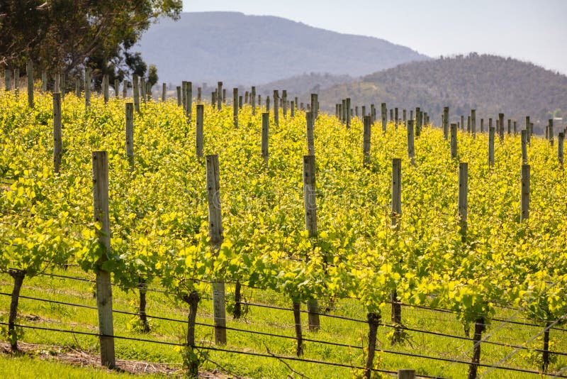 Yarra Valley Vineyard stock photo. Image of agriculture 131025520