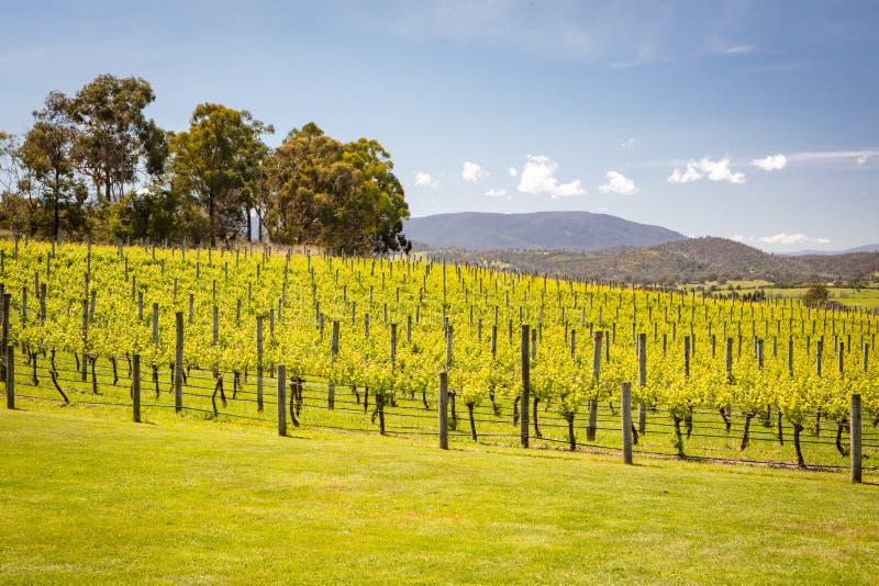 Yarra Valley Vineyard stock photo. Image of growing 131026014