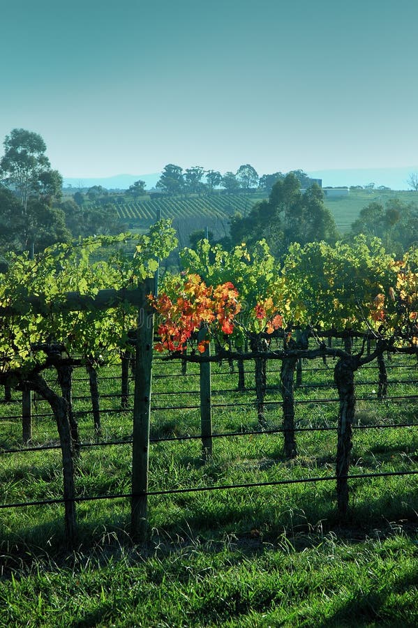 Yarra vineyardAustralia stock photo. Image of fruit, leaves 2755388
