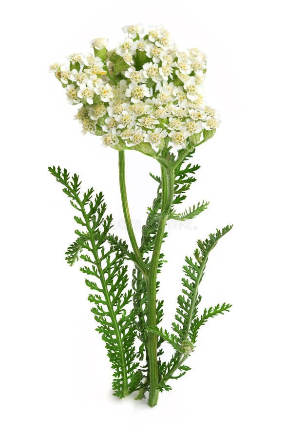 Yarrow Achillea millefolium on a white background