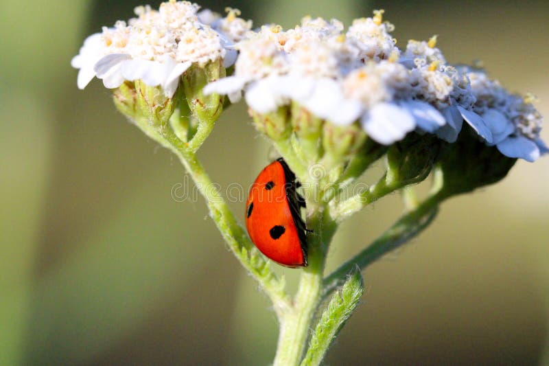 Pollinator-Friendly Pest-Helping Flowers