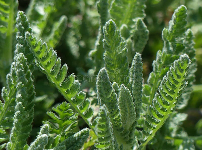 Yarrow Catching Spring`s Sunlight