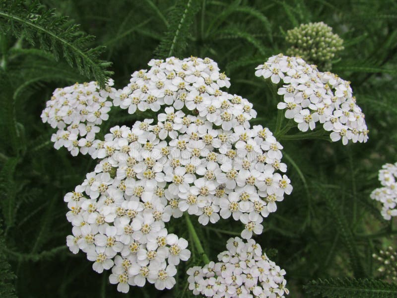 Yarrow Flowers y hojas foto de archivo libre de regalías Yarrow Flowers y hojas foto de archivo libre de regalías