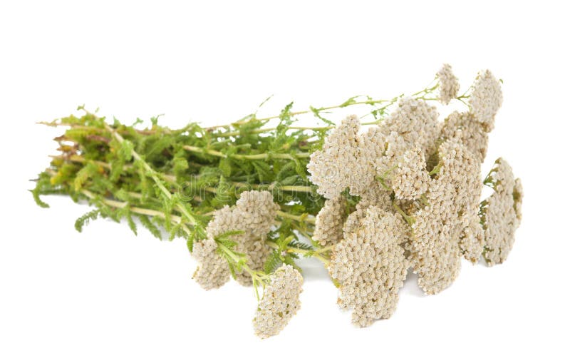 Yarrow herb isolated stock photo. Image of fresh, white 26846732
