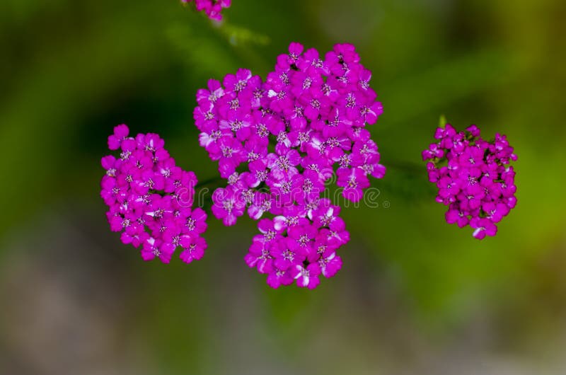 Yarrow stock image. Image of colorful, landscape, shady - 92267981