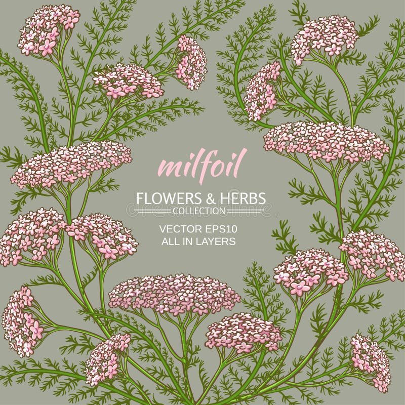 Yarrow vector frame vector illustration Yarrow vector frame vector illustration